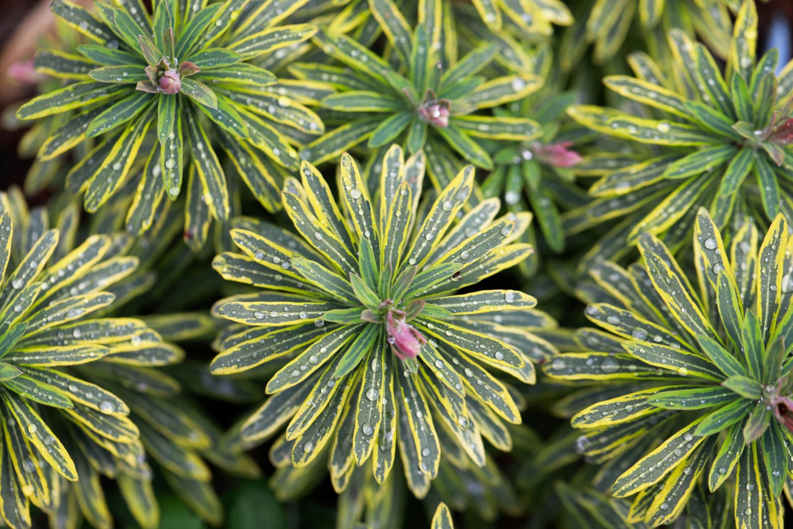 green plant with water droplets
